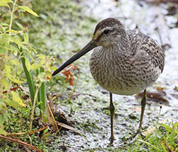 Photo of a Dowitcher