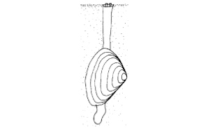 Soft-shell Clam Sketch