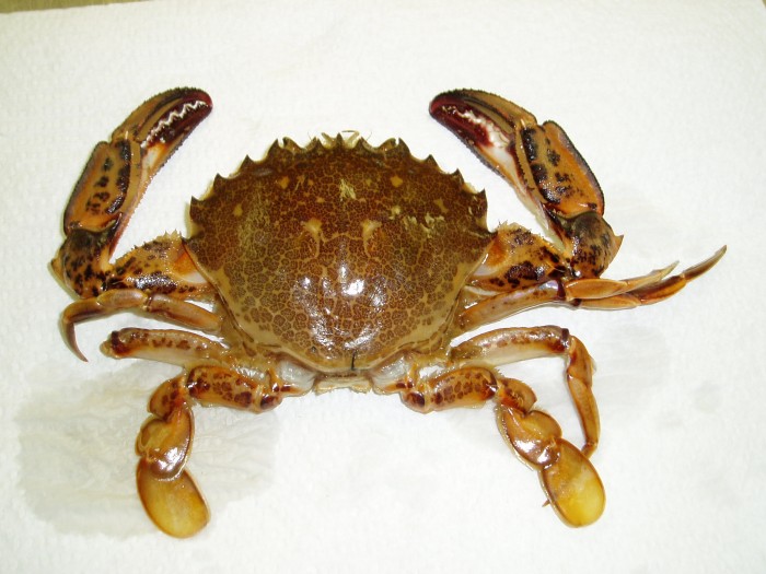 37761_ovalipes-ocellatus---lady-crab
