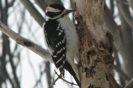 Donny Woodpecker