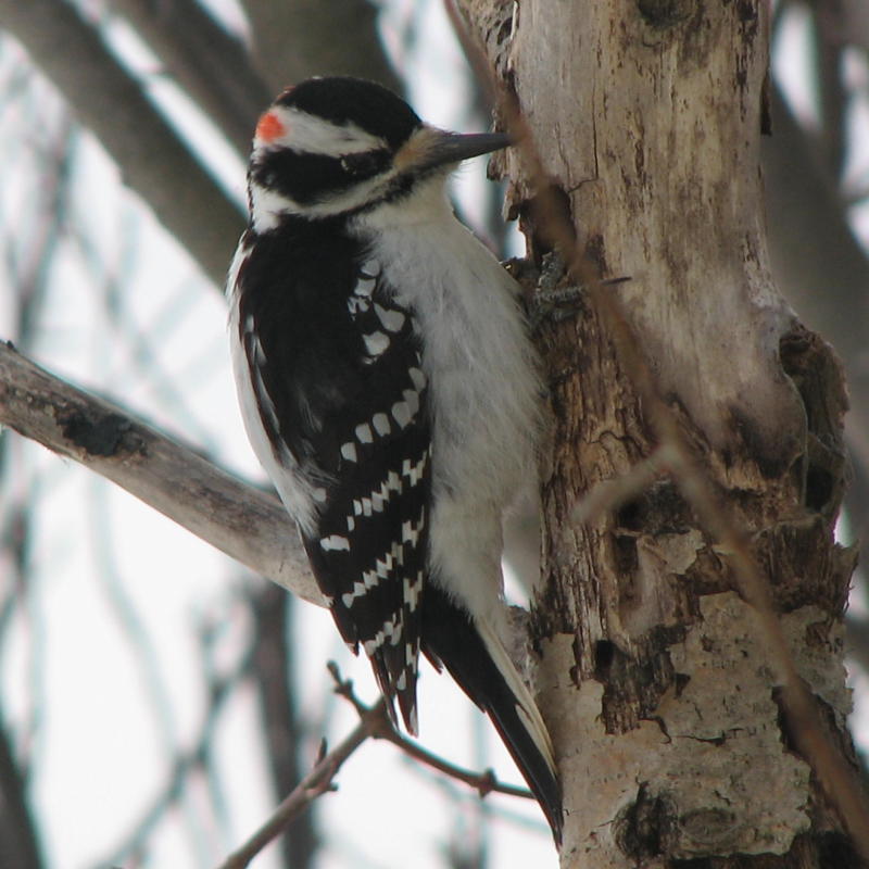 Donny Woodpecker