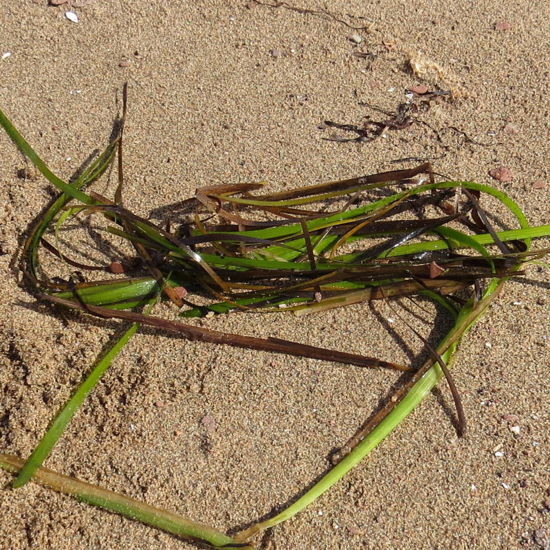 Eelgrass