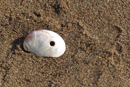 Bore Hole from a Northern Moon Snail
