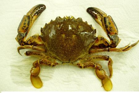 Lady Crab2