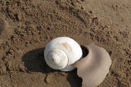 Moon snail with collar