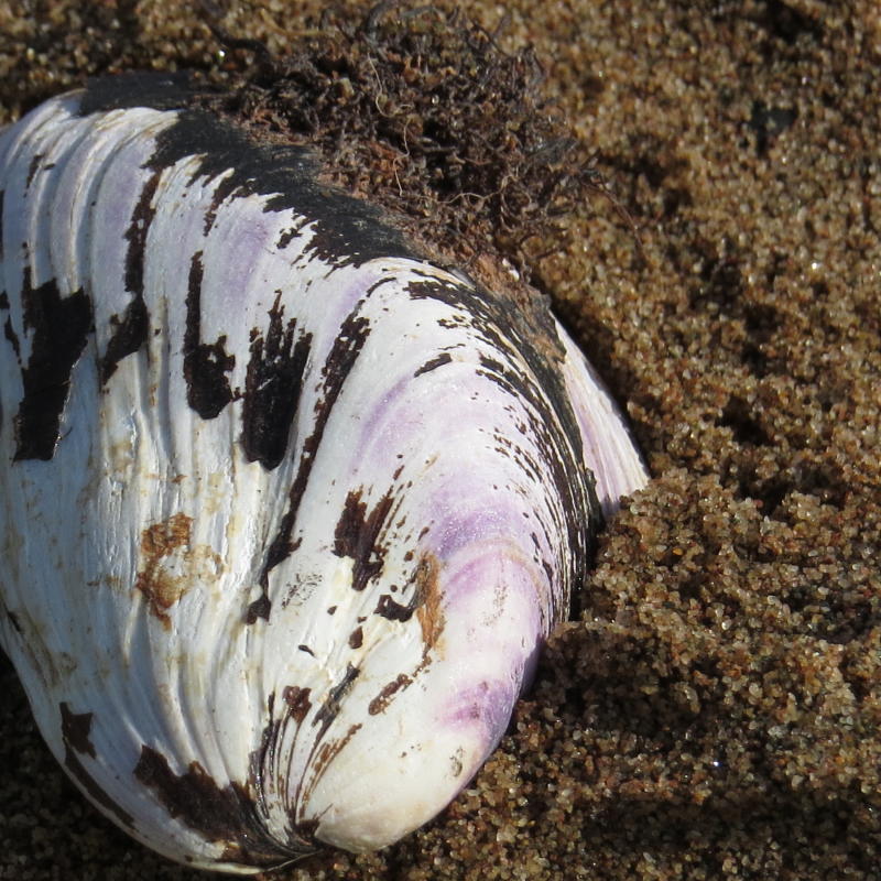 Northern Horse Mussel