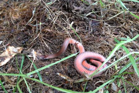 Red-beilled Snake