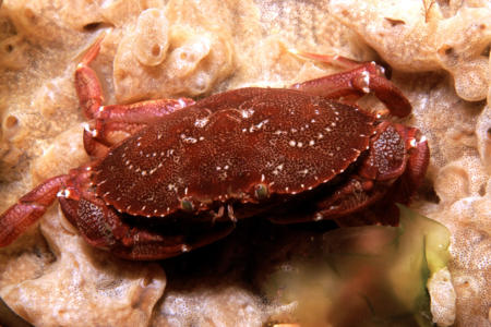 Rock_crab_on_tunicate_colony