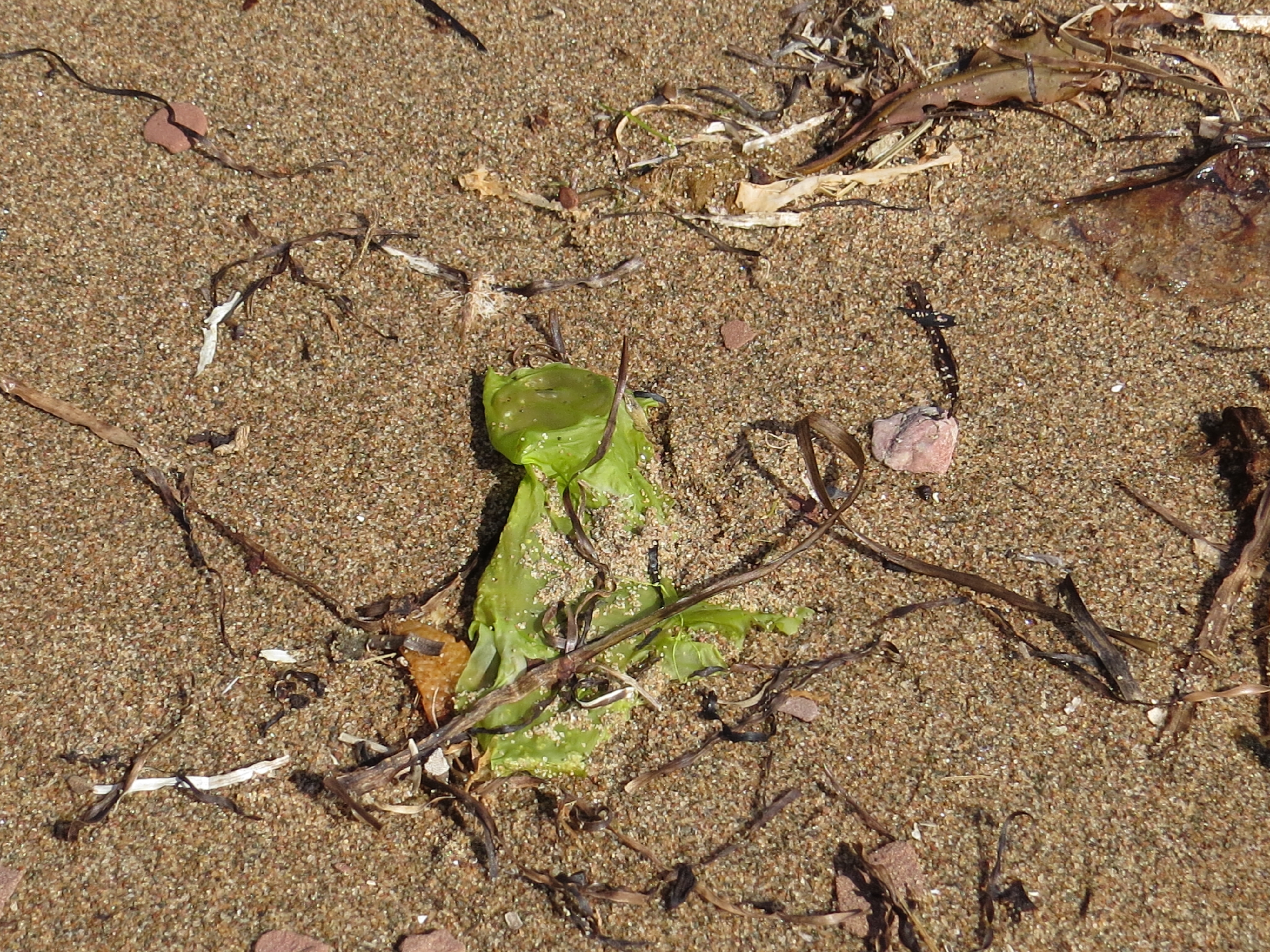 Sea Lettuce Speciesinfo