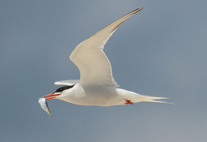 800px-Common_tern_with_fish