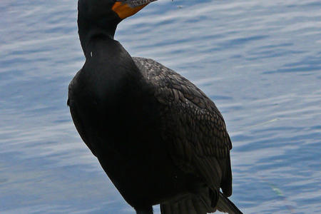 Double-crested_cormorant_during_breeding_season