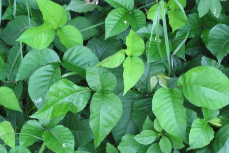 Toxicodendron_radicans Wik