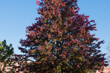 Red Maple2